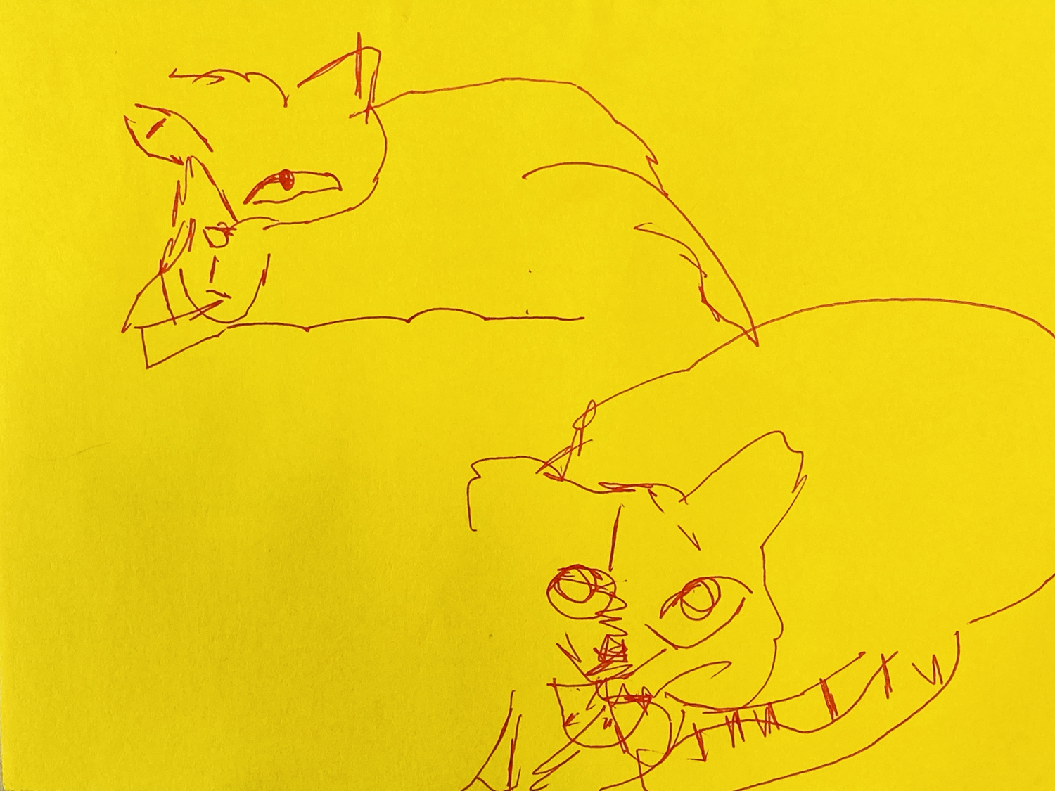 Katie Jeanne Wood - blind contour drawing two cats