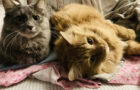 Katie Jeanne Wood - Harold & Maudie cats