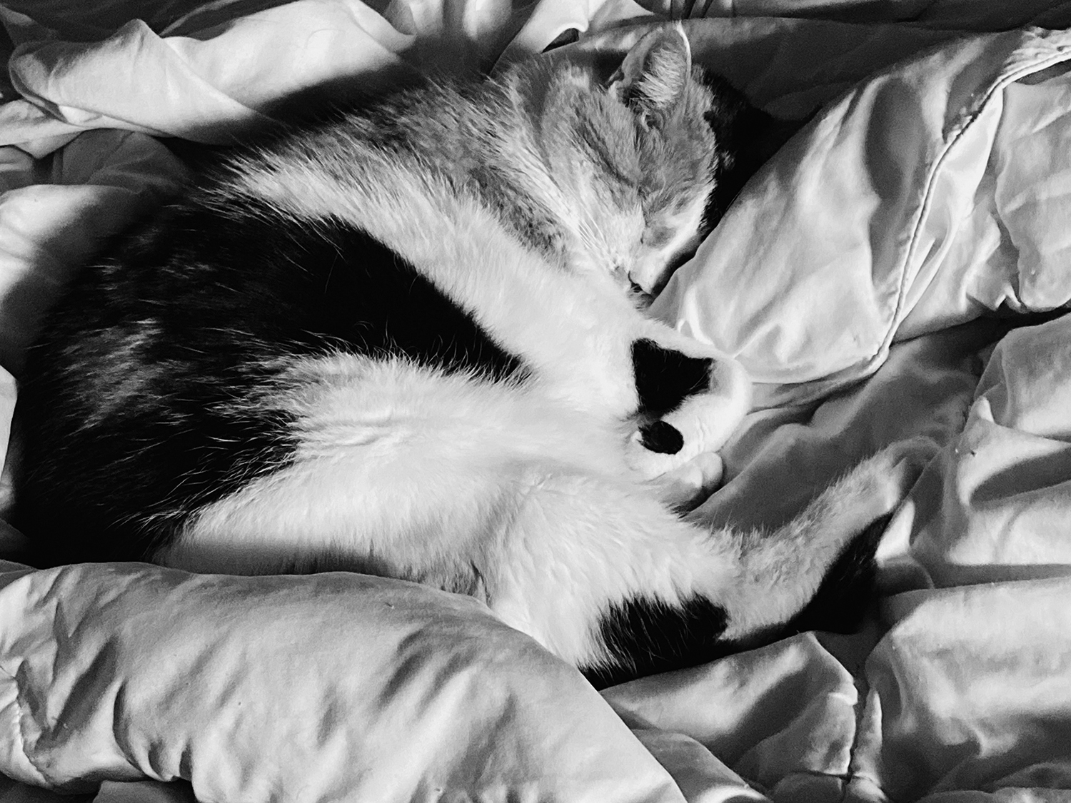 Katie Jeanne Wood - B&W Sweet Pea sleeping in the sun