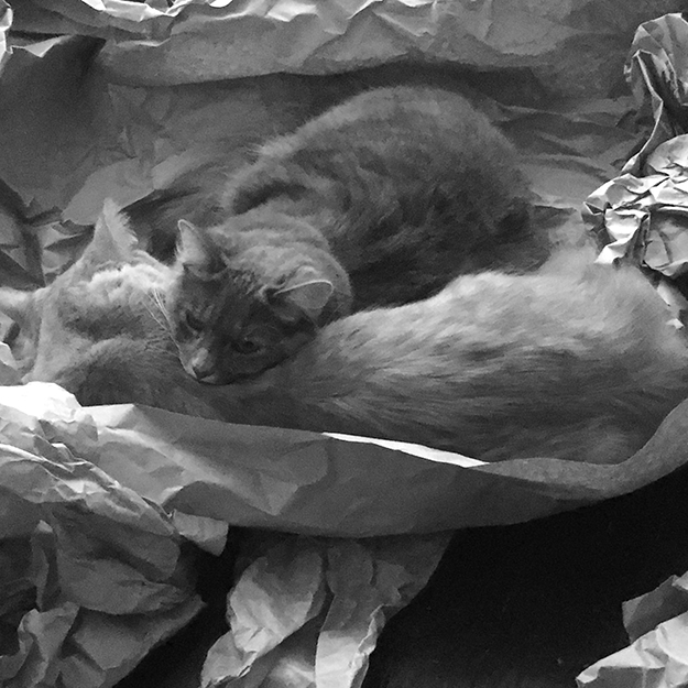 Miss Maudie Pawdie & Harold hiding in the crinkle paper