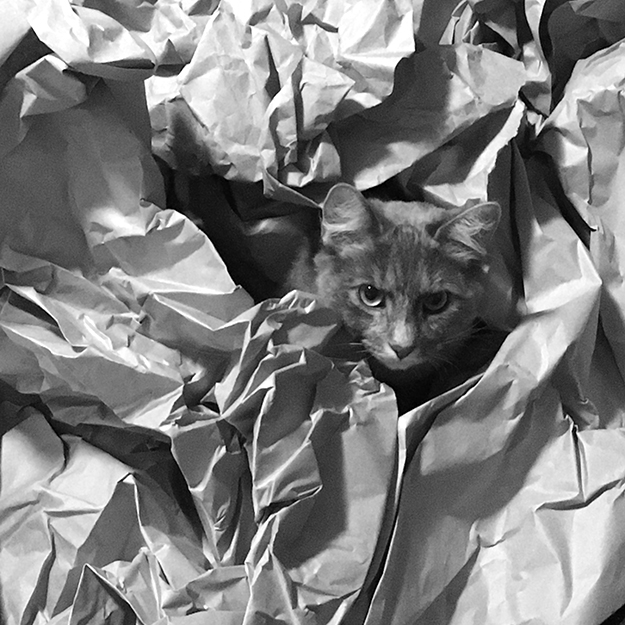 Miss Maudie Pawdie hiding in the crinkle paper