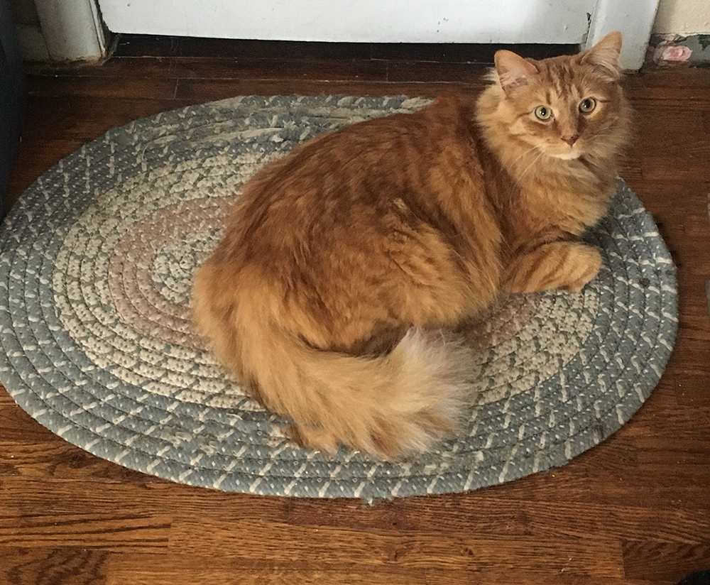Katie Jeanne Wood - kitty on braided rug