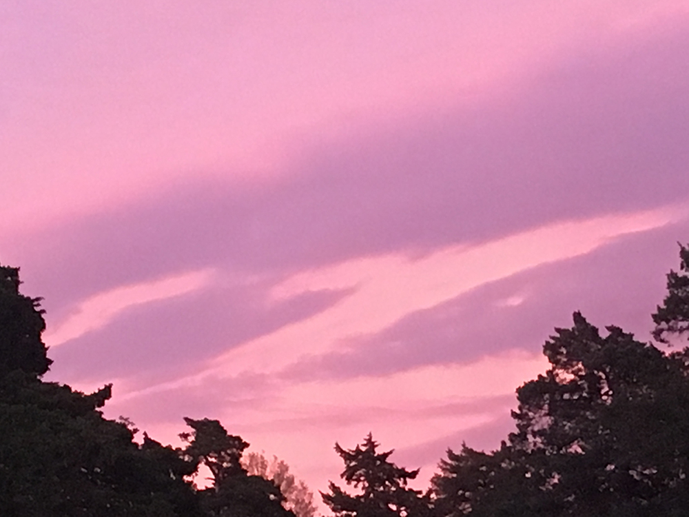 Katie Jeanne Wood - pink & purple sunset